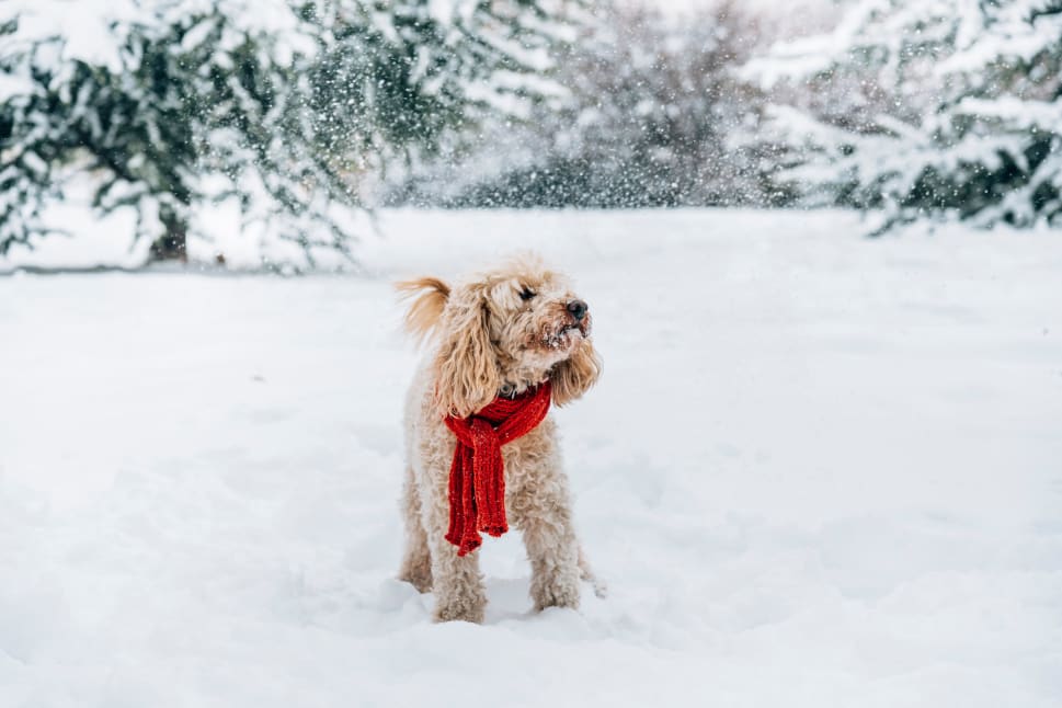 A small, fluffy dog wearing a red scarf standing in the snow amidst a snowy forest.
