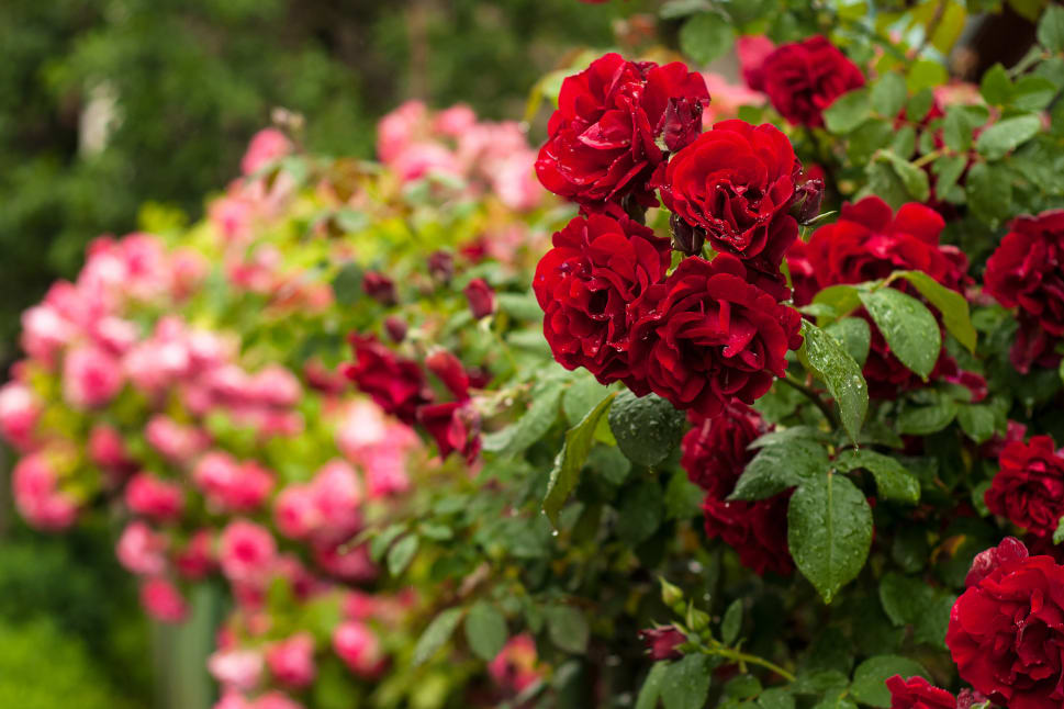 A vibrant garden scene with fresh, dew-covered red roses in focus and pink roses blurred in the background.