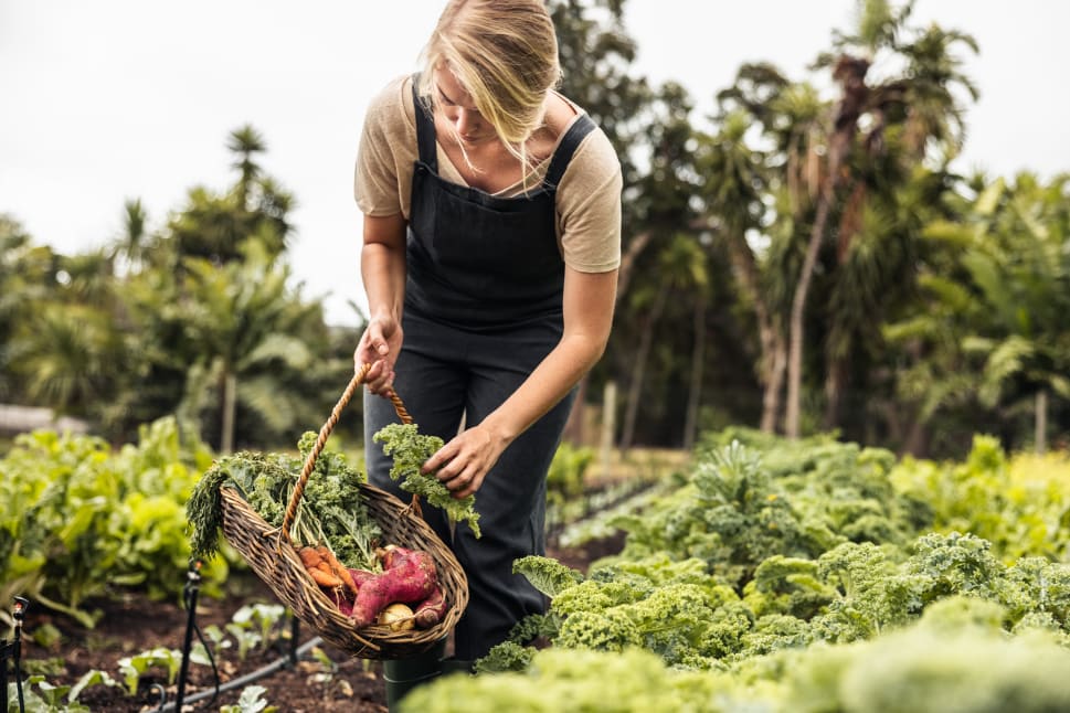 A woman harvesting vegetables with a basket in a lush garden.