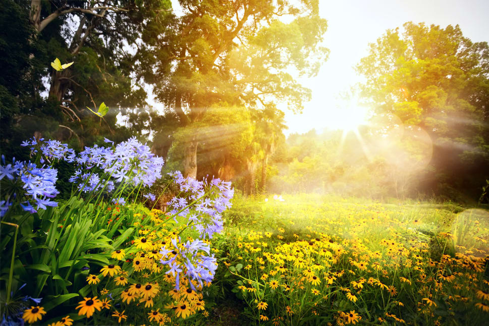 A sunlit garden in full bloom with purple and yellow flowers, large trees in the background, and butterflies flying.