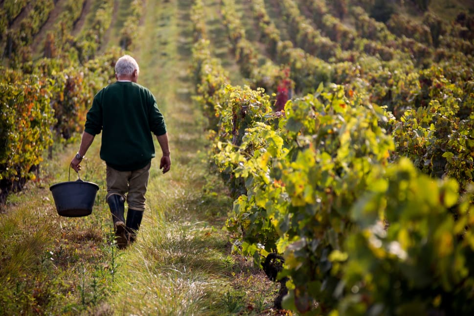 A person carrying a bucket walks through a lush vineyard under sunny skies, surrounded by rows of grapevines.