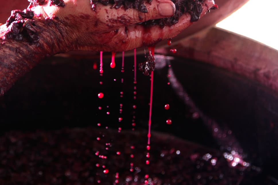 A hand holding crushed grapes over a barrel, with grape juice dripping down, during the wine-making process.