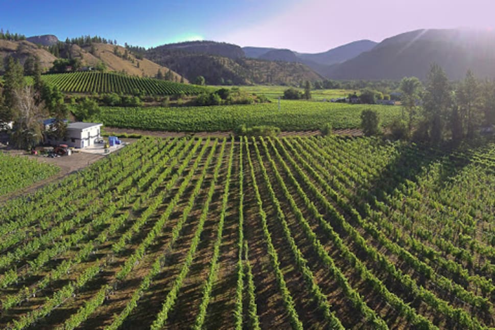 An aerial view of Pipe'Dreams Winery in Oliver, BC, showcasing vast rows of grapevines with mountains in the background.