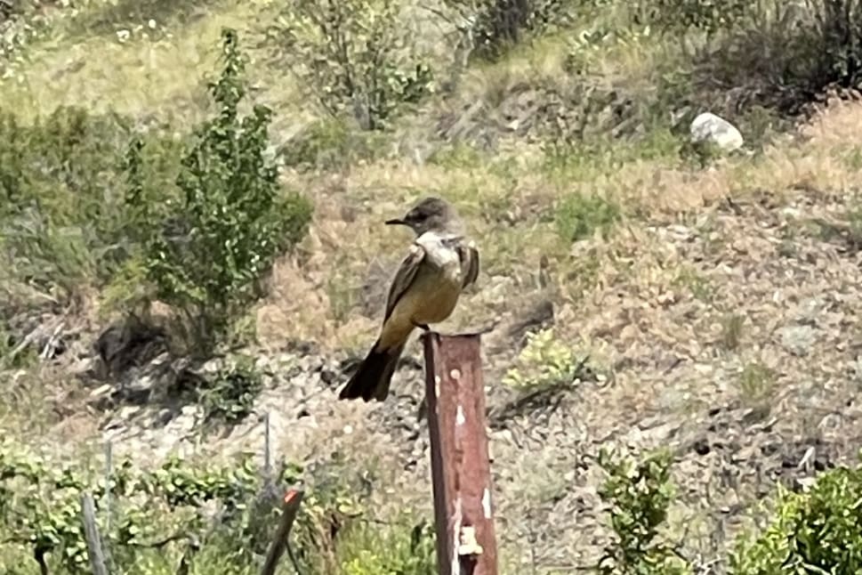 A small brown bird perched on a rusted metal post in a lush, hilly landscape on a summer day in Summerland.