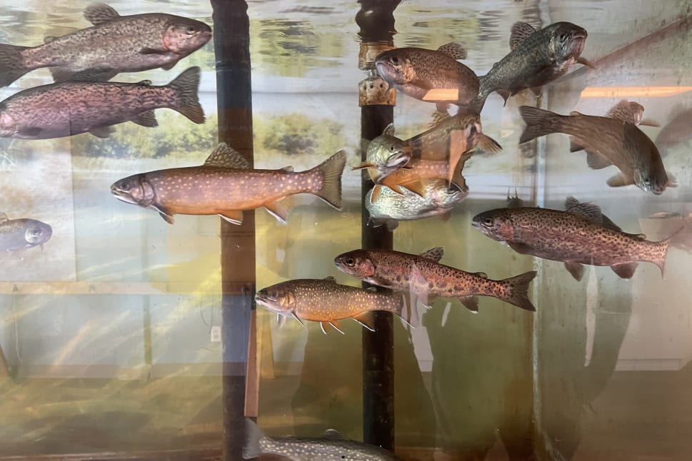Trout swimming in a large aquarium at Summerland, with trees and sky reflected in the water.