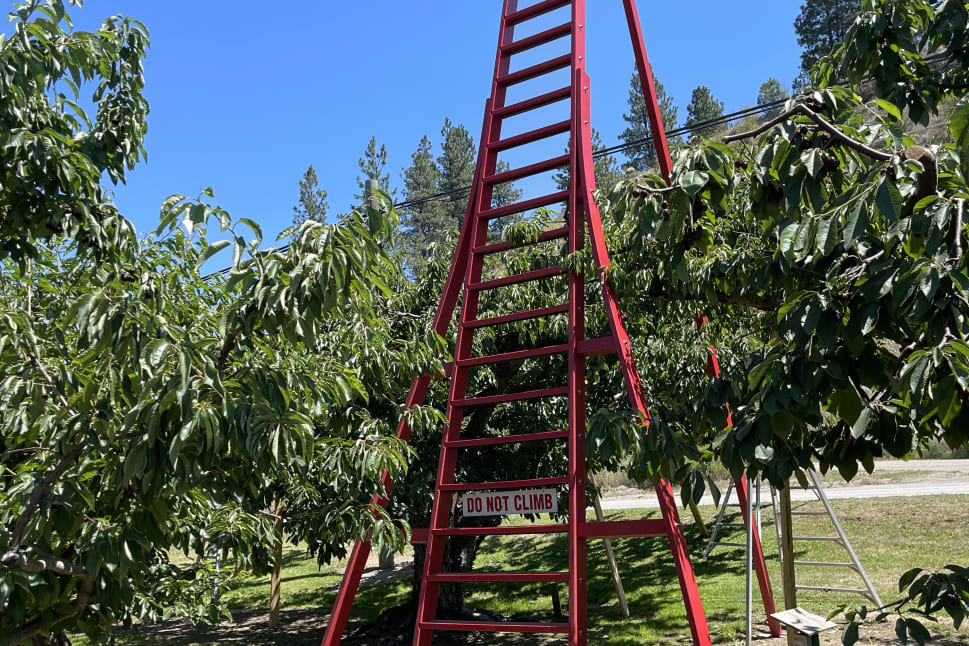 A tall, red ladder structure in an orchard with a sign that reads "Do Not Climb" in Summerland.