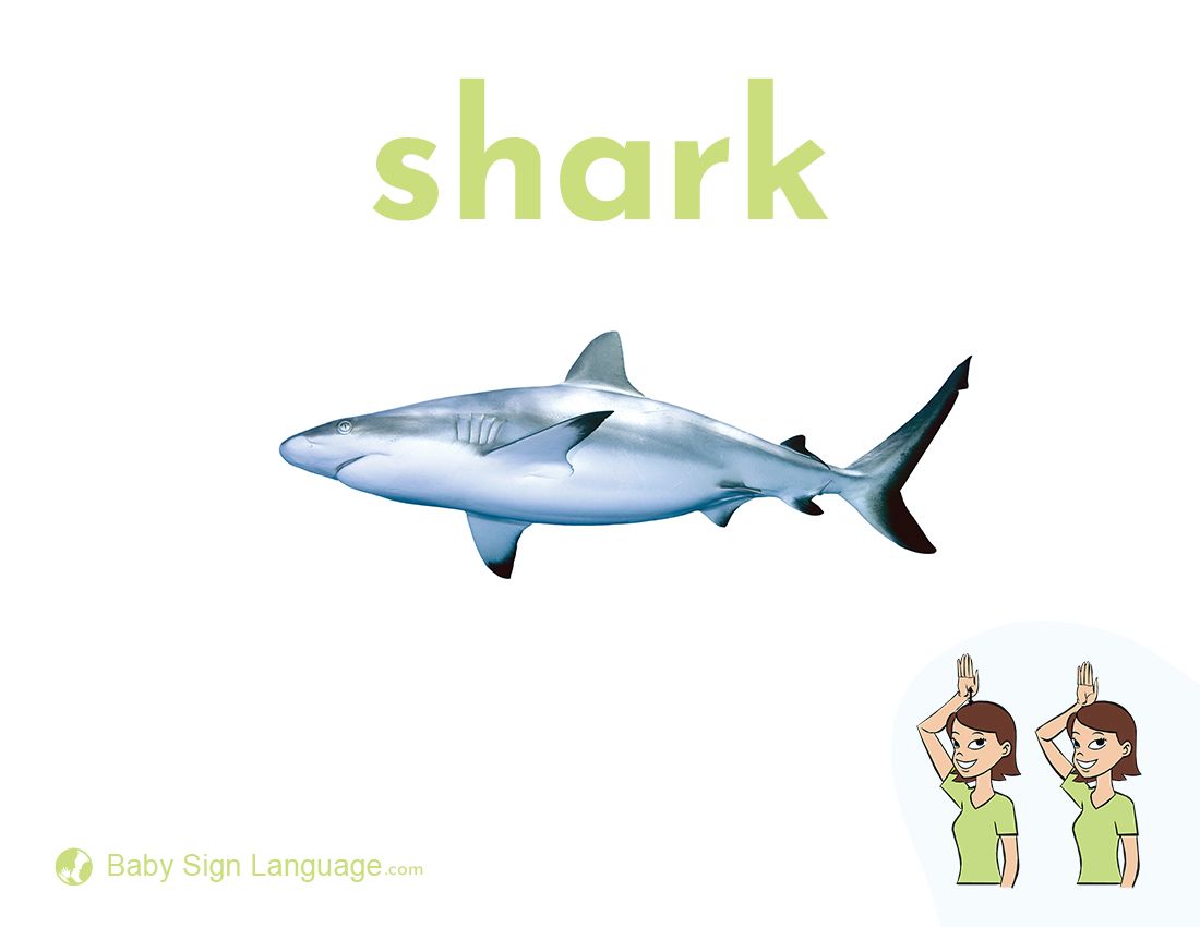 FREE- Baby Shark Flash cards  Baby shark, Baby flash cards, Free