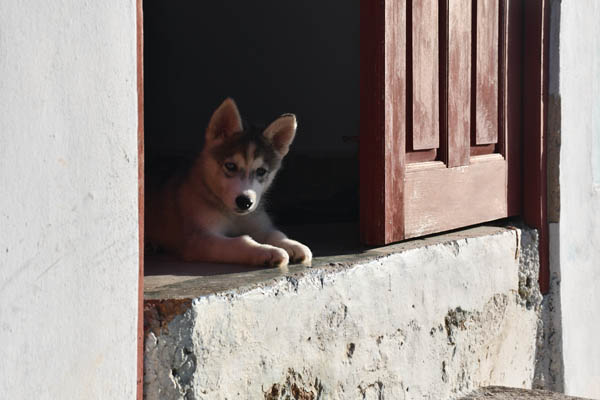 Gibara Cuba Dog