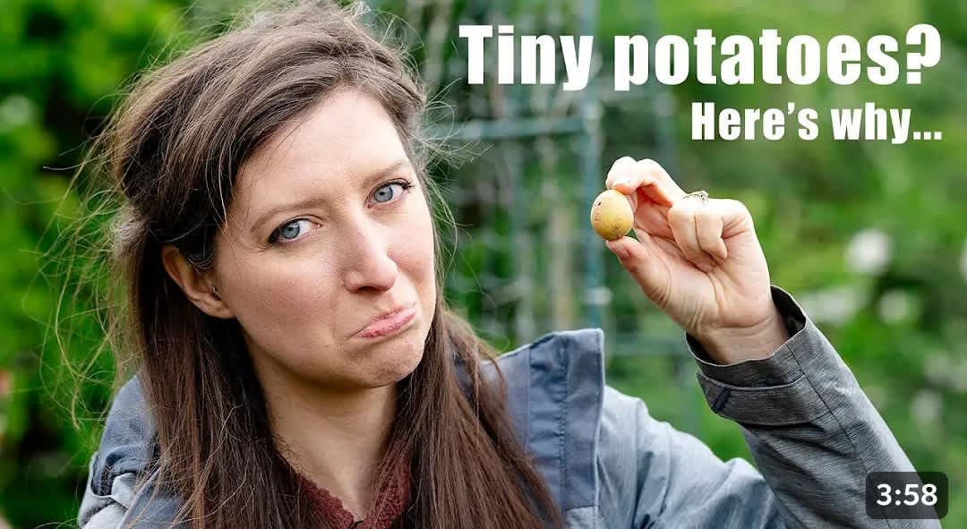 Tiny potatoes? Here's why... A young woman holds up a tiny potato between her thumb and forefingers. She purses her lips in a pout of mock pity. The timestamp in the bottom right corner reads 3:38