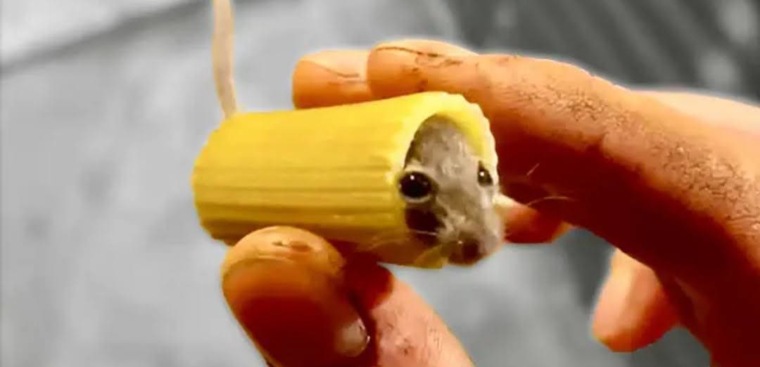 A close up of a mouse trapped in an uncooked pasta tube — possibly rigatoni — pinched between someone's dirty thumb and forefingers.