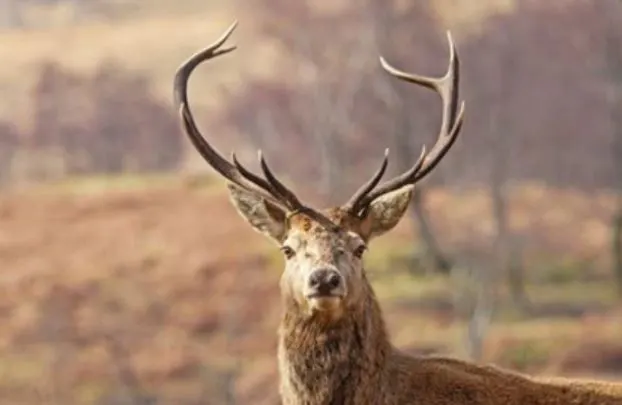 A stag with large antlers