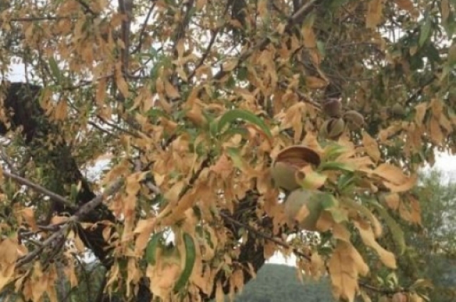 (Ajornada) Reunió informativa Xylella Fastidiosa
