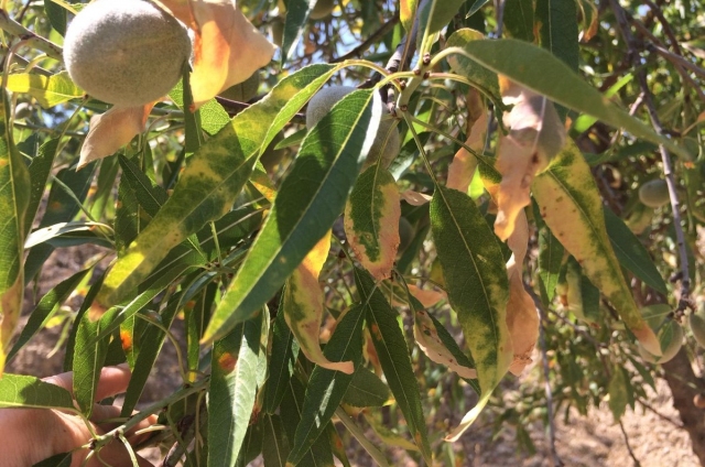 Repartiment de producte fitosanitari contra la 'Xylella fastidiosa'