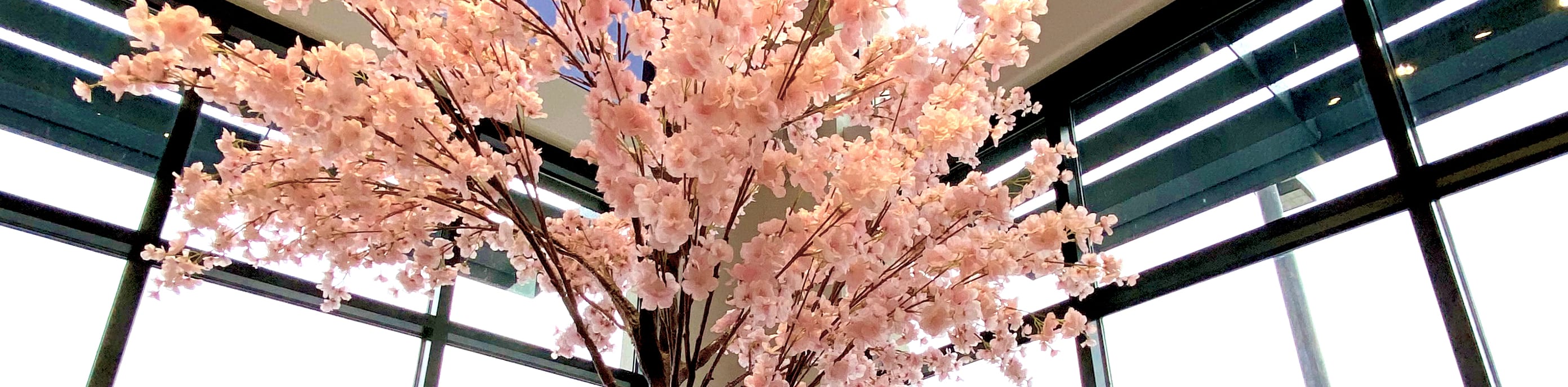 A picture of the Cherry Tree at our Cherry Hill Spread Bagelry Location.