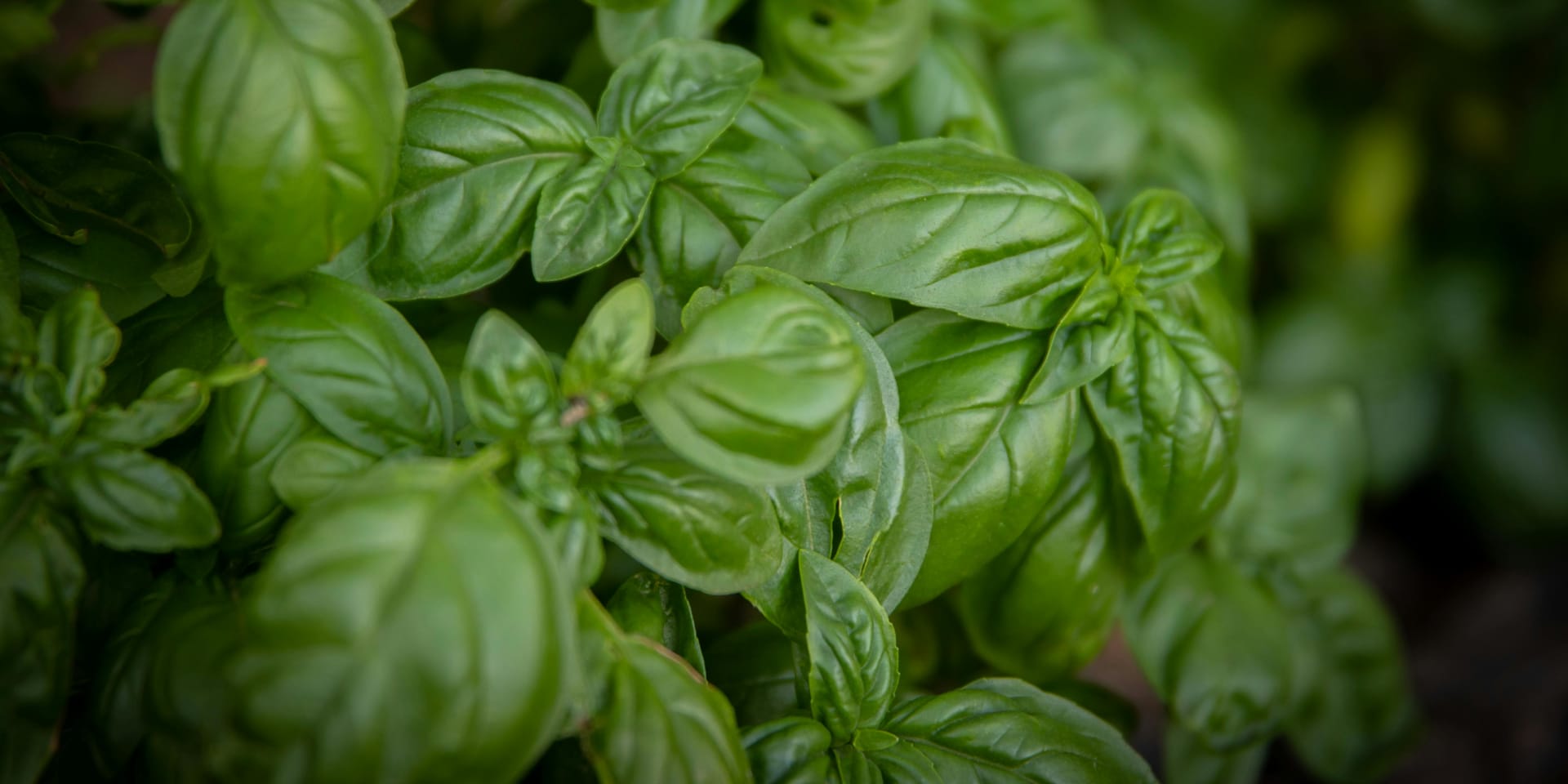 Fresh herbs growing in a countertop hydroponic garden