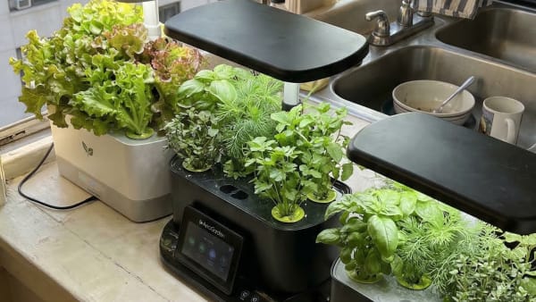 AeroGarden Bounty vs Harvest: 9 Pods and 30W Light Worth the Extra $50?