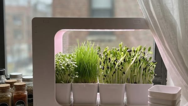 The Cheap Clip-On Grow Lights Keep Breaking, Here's What I Use Instead