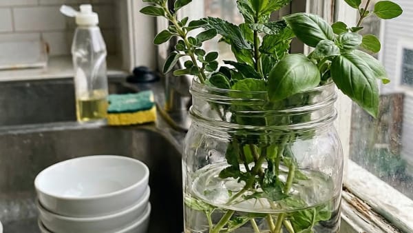 How to Grow Lettuce in an AeroGarden Without Tip Burn