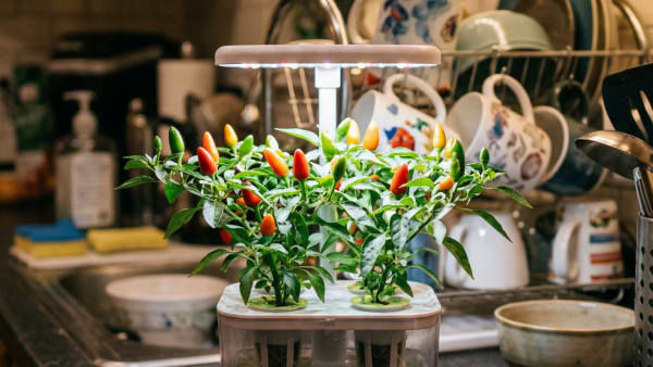 I Grew Peppers in My AeroGarden for 100 Days, Here's What Actually Worked