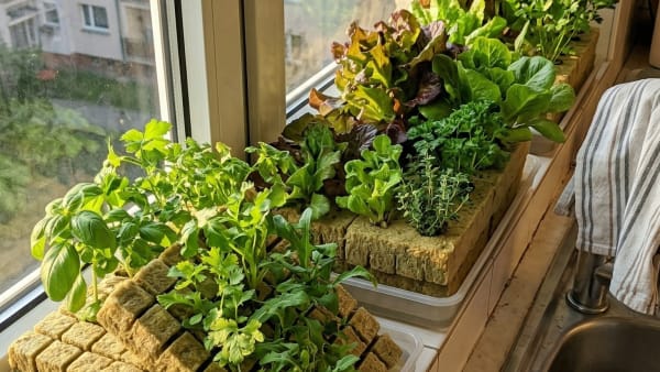 Rockwool vs Grow Sponges for Countertop Hydro: I Compared Every Option So You Don't Have To