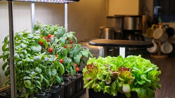 AeroGarden Bounty vs iDOO 20-Pod: Which Hydroponic System for Herbs and Vegetables?
