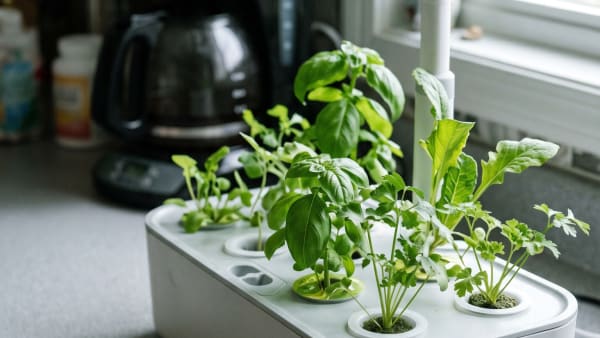 Click & Grow Smart Garden 9 vs iDOO 12-Pod: I'd Only Pay the $140 Premium for One Specific Reason