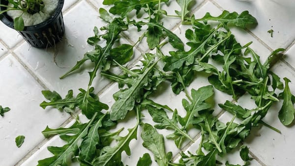 I Put a $130 Stainless Steel Hydroponic Garden on My Kitchen Counter, Here's What Happened