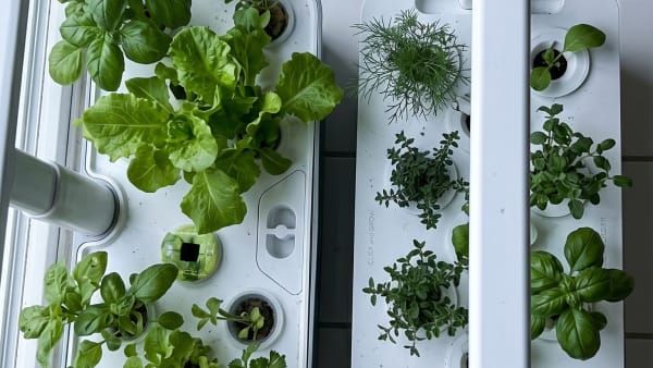 LetPot LPH-SE vs Click & Grow Smart Garden 9: Same Price, Completely Different Gardens