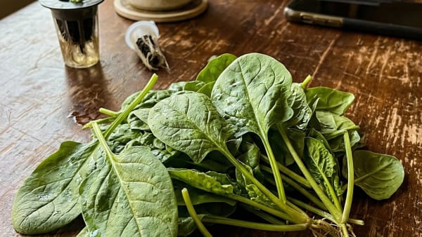Why Your AeroGarden Spinach Keeps Failing (And the 3-Step Fix That Actually Works)