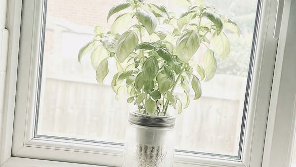 I Set Up a Kratky Herb Garden for Under $15. Here's Exactly How I Did It.