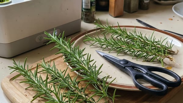 Rosemary in a Pod Garden: Why It Fails and What Actually Makes It Work