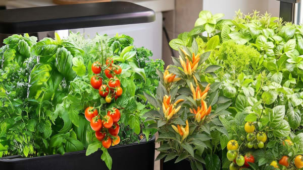 6 Hydroponic Gardens Under $100: Cost-Per-Pod Breakdown and Value