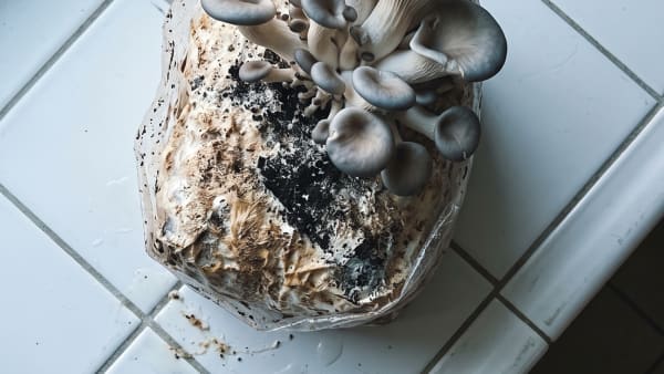 North Spore vs BloomBox Mushroom Grow Kit: I Dug Into Both So You Can Pick the Right One