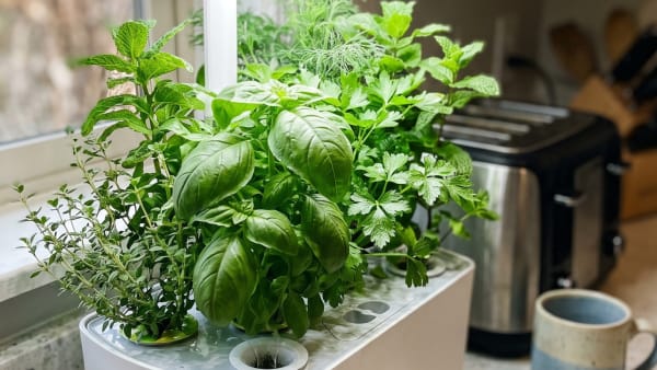 AeroGarden Harvest vs Harvest Elite: 5 Real Differences That Actually Matter (And 3 That Don't)