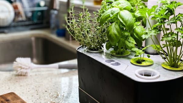 Do You Actually Need a pH Meter for Your Countertop Garden? (My Honest Answer)