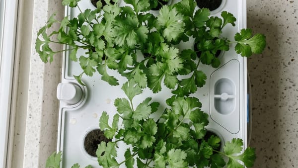 Why Cilantro Keeps Failing in Your Hydroponic Garden (And the 3-Step Fix That Actually Works)