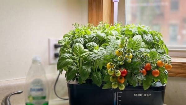 I Grew Herbs in the Growell for 55 Days, Here's What I'd Actually Tell a Beginner