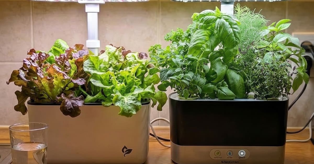 I Grew Herbs in AeroGarden, iDOO, and Click & Grow for 8 Weeks, Here's What I'd Actually Buy