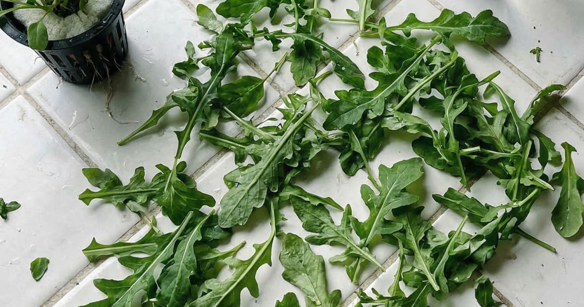 I Put a $130 Stainless Steel Hydroponic Garden on My Kitchen Counter, Here's What Happened