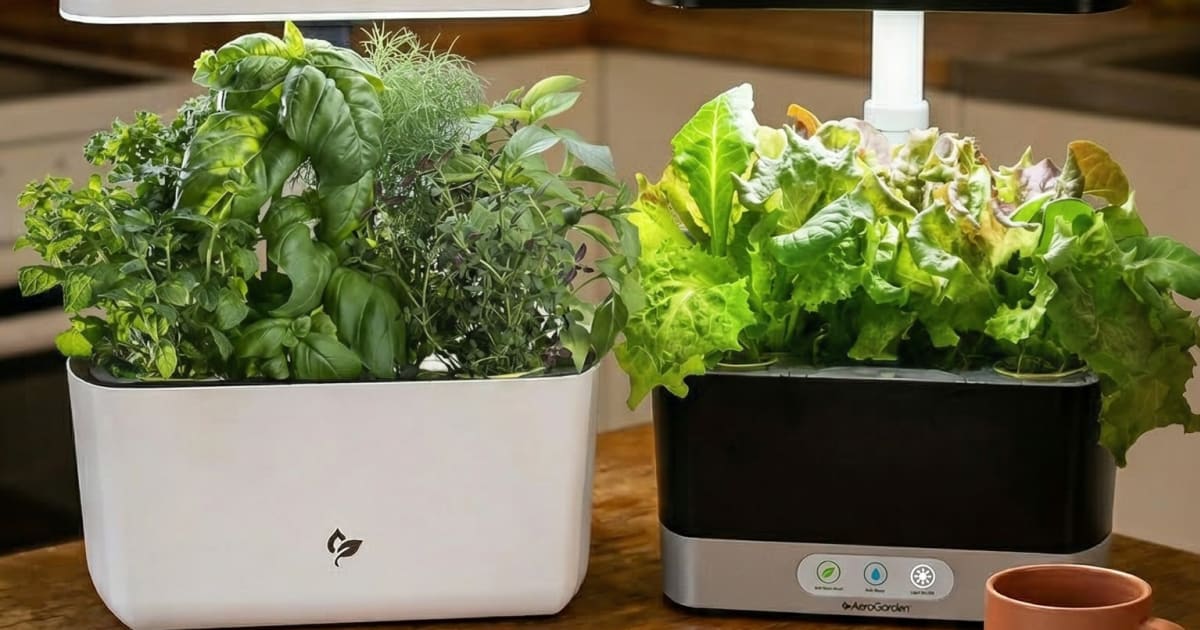 LetPot LPH-SE vs AeroGarden Harvest: I'd Pick One for Herbs, the Other for Everything Else