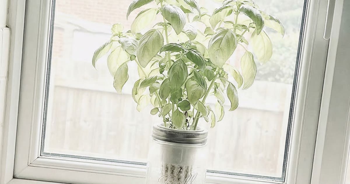I Set Up a Kratky Herb Garden for Under $15. Here's Exactly How I Did It.