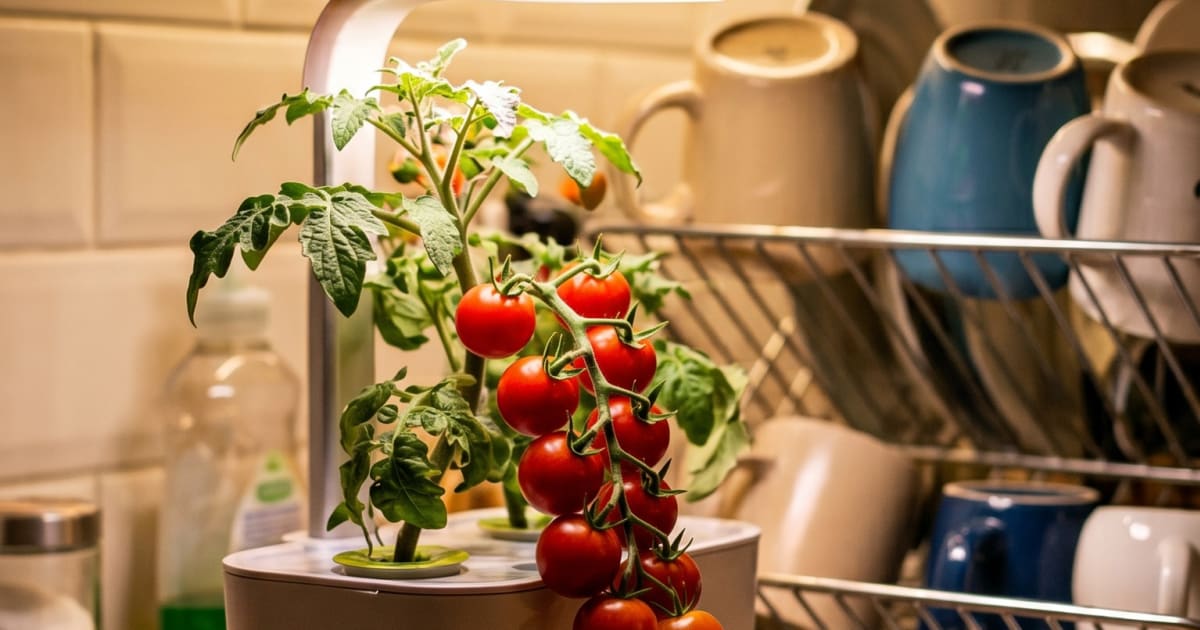 AeroGarden Light Not Enough for Tomatoes? Supplemental Grow Lights Tested