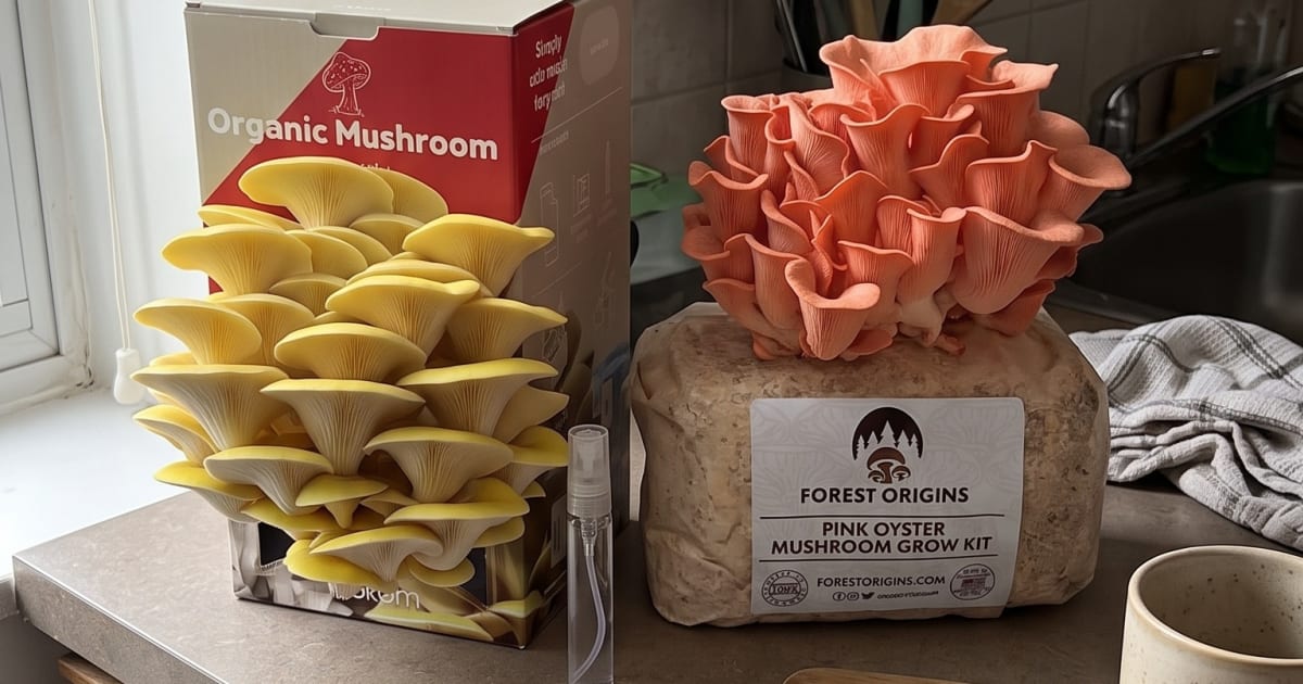 4 Oyster Mushroom Grow Kits, One Kitchen Counter: Which One Actually Feeds You?