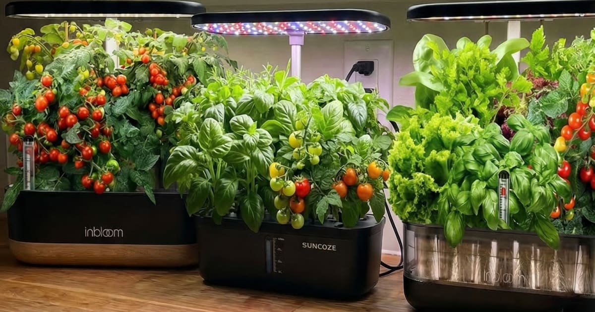 I Tested Three Budget Hydroponic Gardens Under $80, Here's What I'd Actually Buy