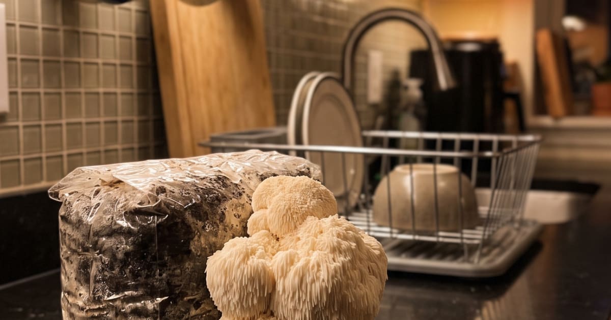 North Spore vs Hodgins Harvest: I Weighed Every Flush So You Don't Have To