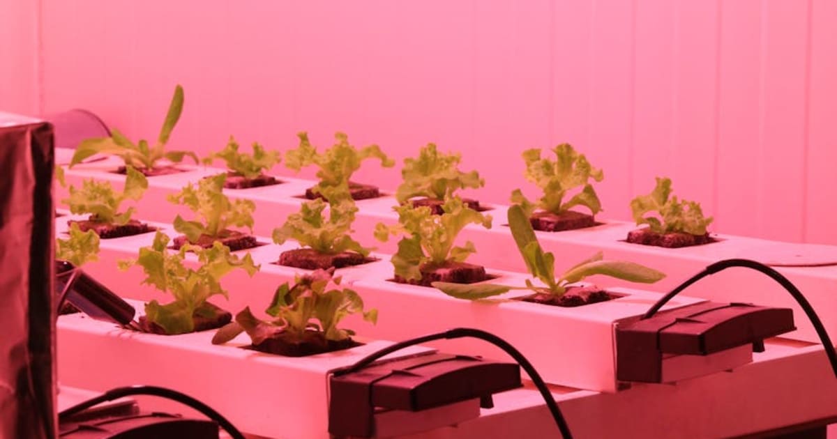 I Grew Kale in My AeroGarden for 6 Weeks, Here's What I'd Do Differently