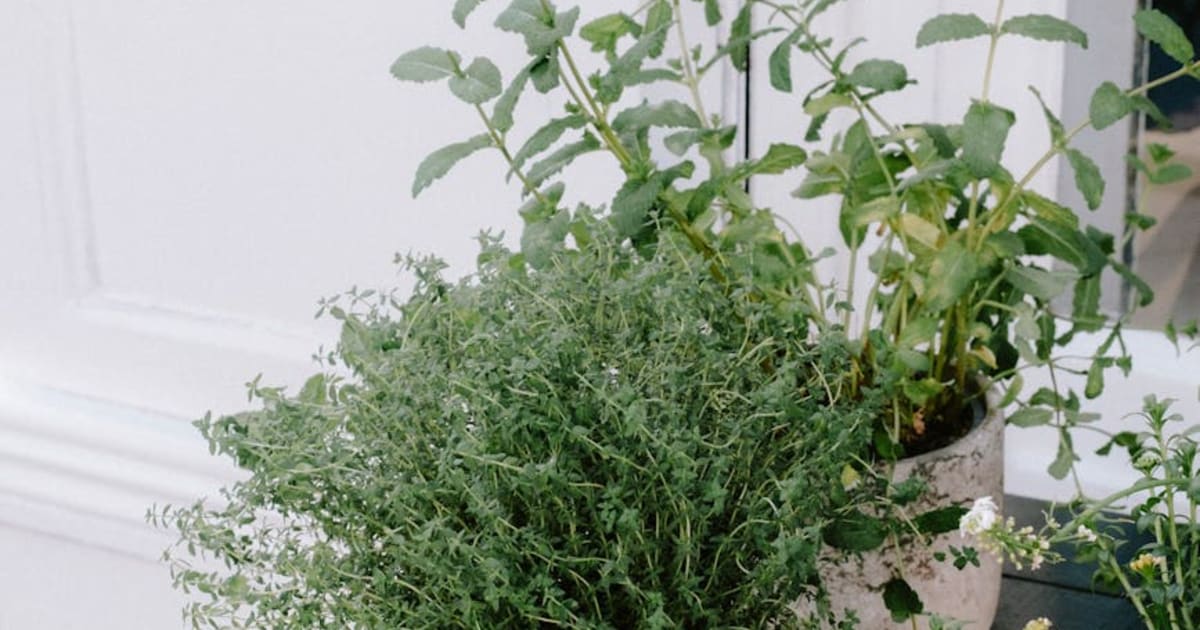 Click & Grow vs AeroGarden: I'd Pick One for Herbs and the Other for Everything Else