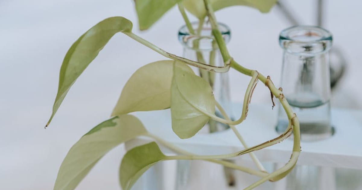 I Put a $130 Stainless Steel Hydroponic Garden on My Kitchen Counter, Here's What Happened