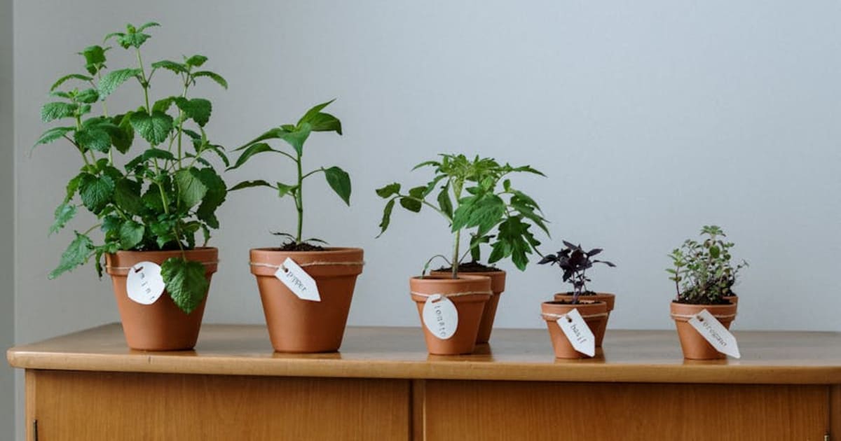 The Cheap Clip-On Grow Lights Keep Breaking, Here's What I Use Instead