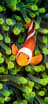 jefeRay Bb avatar